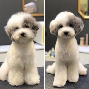宠物美容师需要考证吗